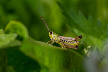 Green grasshoper sitting on a green leaf macro photography in summertime. Common field grasshopper sitting on a plant in summer day close-up photo. Macro insect on a green background.