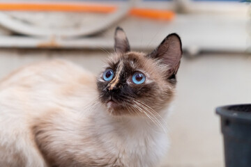 gato ojos azules
