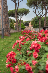 Rome Rose Garden In Full Bloom