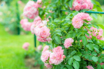 Rome, Italy Rose Garden In Full Bloom with Red and Pink flowers.