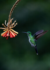 Emerald Hummingbird Hovering in front of flower ready to grab nectar