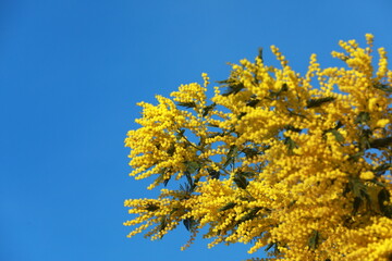 yellow flowers in the garden