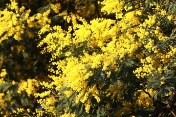 Obraz premium yellow flowers in the garden