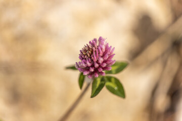 Clover on Limestone