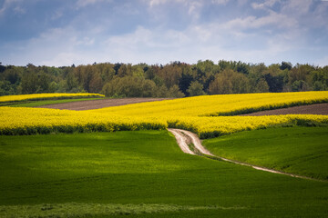 Landscape with path and field of rapeseed. - 606133423