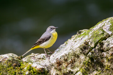 Grey wagtail, Motacilla cinerea, perched on a rock in a river.