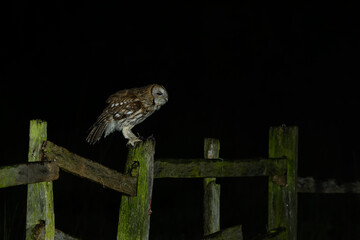Tawny Owl, Strix aluco, Perched on a fence