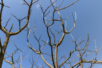 catalpa bignoniform tree in sunny weather in early spring