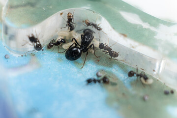 Ant queen and worker ants reaper, ant eggs in an acrylic ant farm.