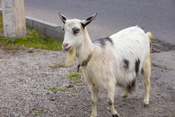 Black and white domestic goat on the background of the road.