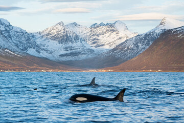 Orcas in the ocean with scenic panorama