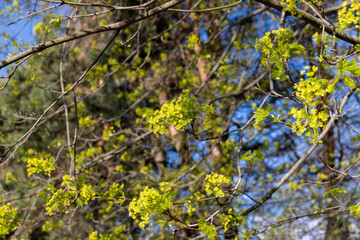 long maple flowers in the spring season, beautiful maple