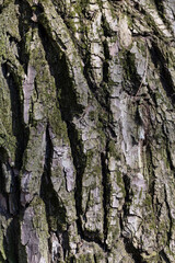 tree bark illuminated by sunlight in the morning