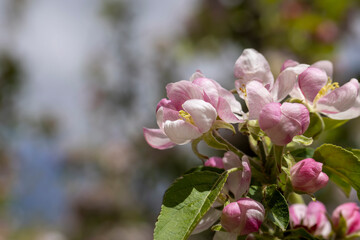 white and pink apple blossoms during spring flowering