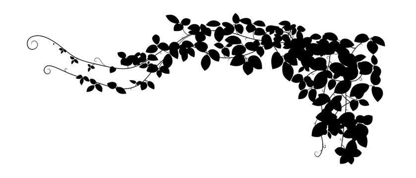 Ivy leaf silhouette. Climbing plant isolated on transparent background. Decorative black plant.