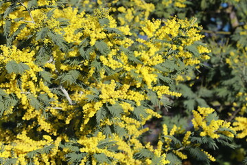 yellow flowers in the garden