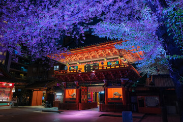 東京都千代田区 神田明神、春の夜桜ライトアップ