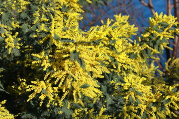 Fototapeta na wymiar yellow flowers in the forest