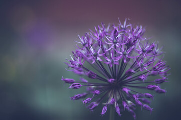 purple flower