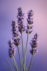 Naklejka premium Lavender created with Generative AI technology