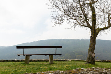 Empty bench by a lonely tree in spring.