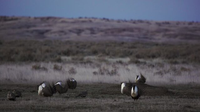 Rack focus to sage grouse dancing and fighting on lek