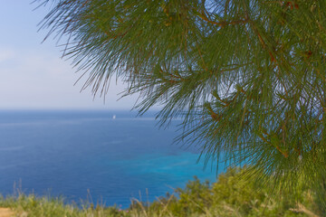 Relaxing view of the blue azure sea with a green conifer branch. Halkidiki Peninsula in Greece