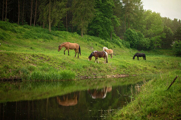 Horses in a beautiful pasture with a forest and a lake