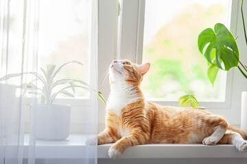 Red cat sits on the window and house plants on the windowsill. Domestic kitten resting on the...