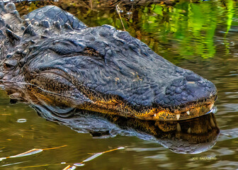 Alligator