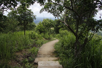 path in the forest