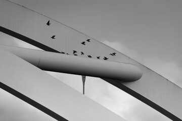 Birds flying over the bridge.