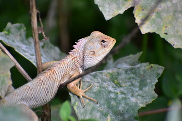 Garden Lizard similar to chameleon with spikes on neck - close up shot