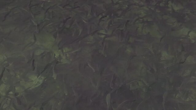 A flock of snakehead murrel fish swims in schools.murrel fish farming in tank