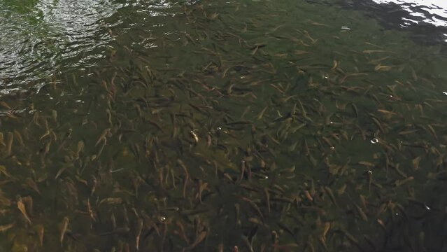 A flock of snakehead murrel fish swims in schools.murrel fish farming in tank