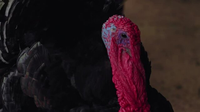 Closeup of a pompous turkey with black feathers and a red neck in the poultry farm