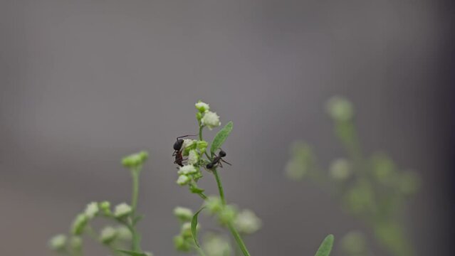 A macro view of two black ants sitting on Parthenium hysterophorus flowers