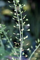 Capsella bursa-pastoris grow in nature