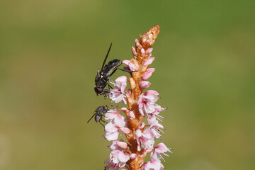 Closeup hoverfly Cheilosia variabilis, family Syrphidae and a Root-maggot fly, family Anthomyiidae on a pink flower of Himalayan bistort (Bistorta affinis), family Polygonaceae. Spring, Dutch garden, 