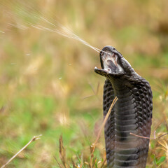 Black-necked Spitting Cobra (Naja nigricollis) 