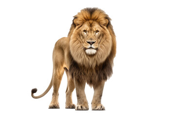 Plakat A majestic lion standing proudly, png stock photo file cut out and isolated on a transparent background - Generative AI