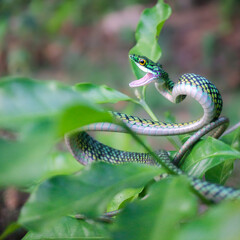 Parrot Snake (Leptophis ahaetulla)
