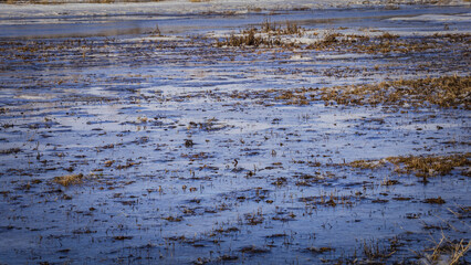 Naklejka premium the long-awaited spring in the countryside