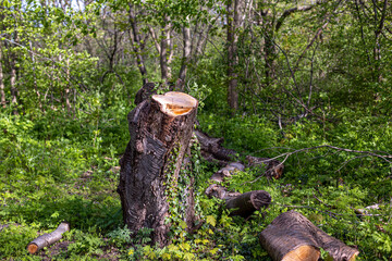 Forest bikeride kid and parents and dog