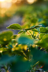 Soybean sprout leaves