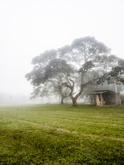 Tree on a hill