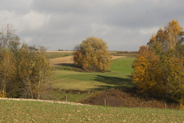 jesienny krajobraz z drzewami