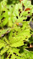 Leptinotarsa decemlineata, potato beetle or doryphore, is an insect of the Coleoptera order and the Chrysomelidae family, characterized by its yellow elytra with black stripes.