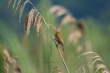 Ptak rokitniczka na gałązce trzciny