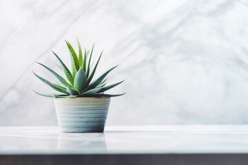 Aloe plant in a pot on marble surface with copy space. Generative AI.